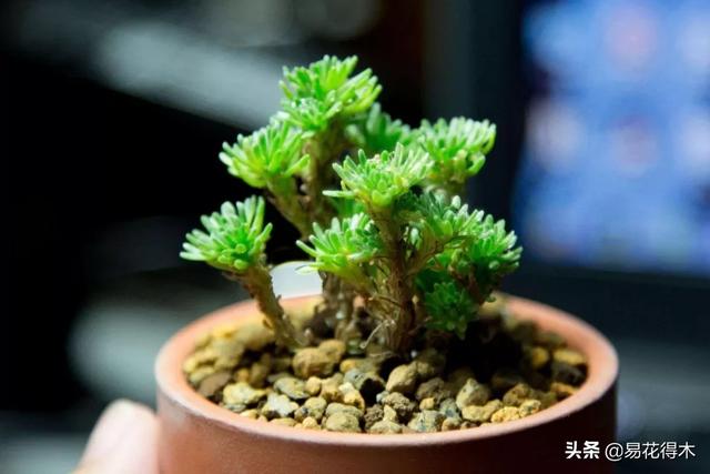 多肉球松是制作微型盆景的优质素材，如何制作养护？