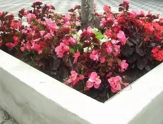在家如何管理盆栽海棠？多注意5方面，植株长得旺、四季开花
