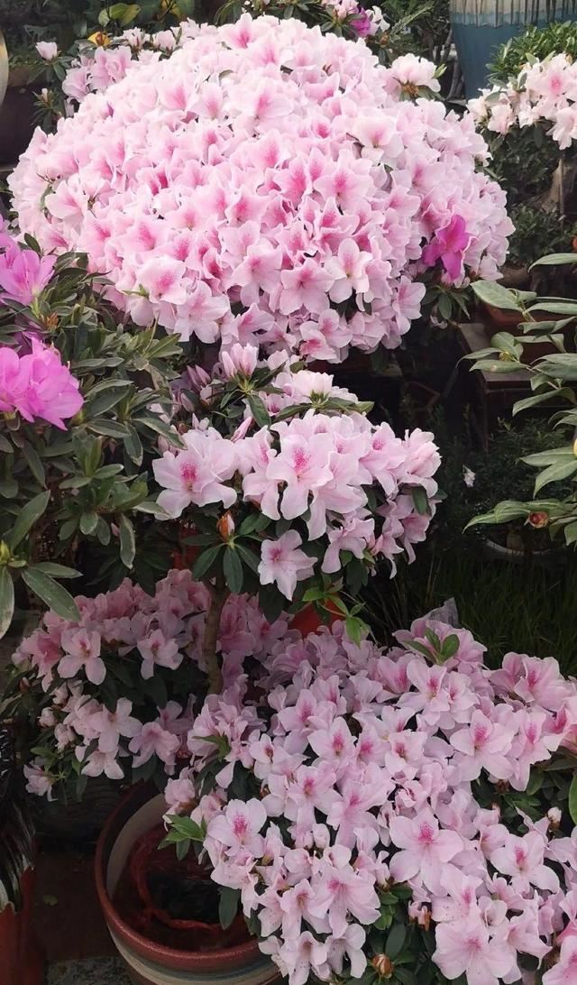 这花公认难养，买回家没开两天，叶子发黄全都往下掉