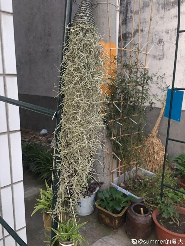 春天一到，铁线莲开始窜新芽，教你一招，阳台成花园