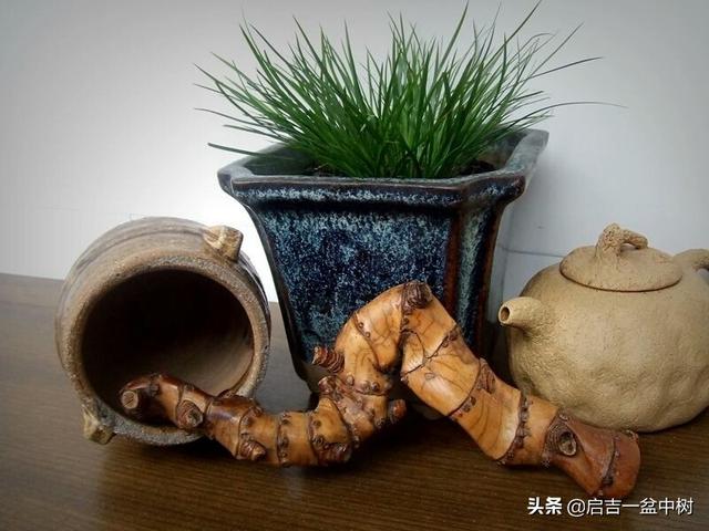 如何制作虎须菖蒲盆景（文人草）