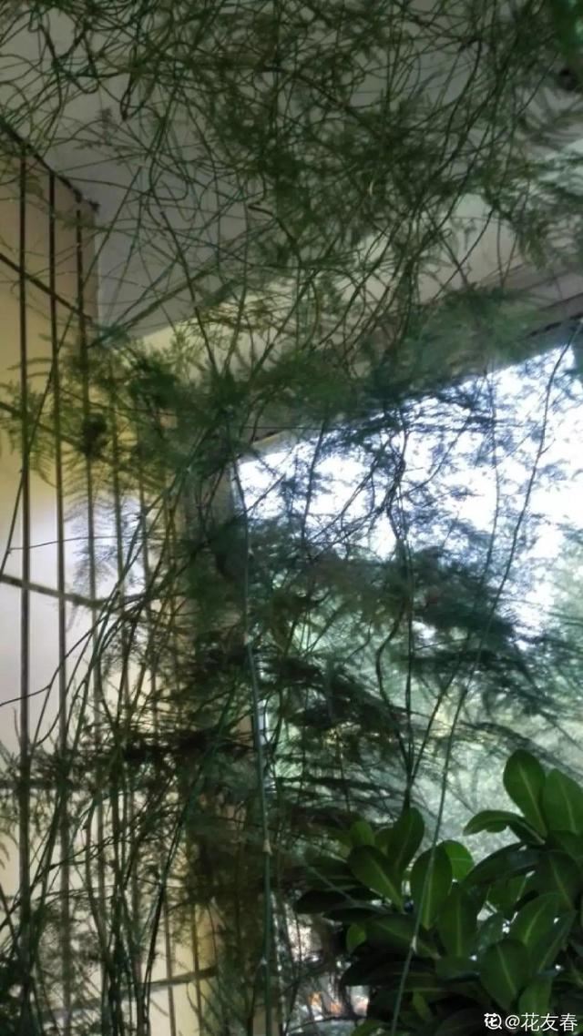 春天一到，铁线莲开始窜新芽，教你一招，阳台成花园