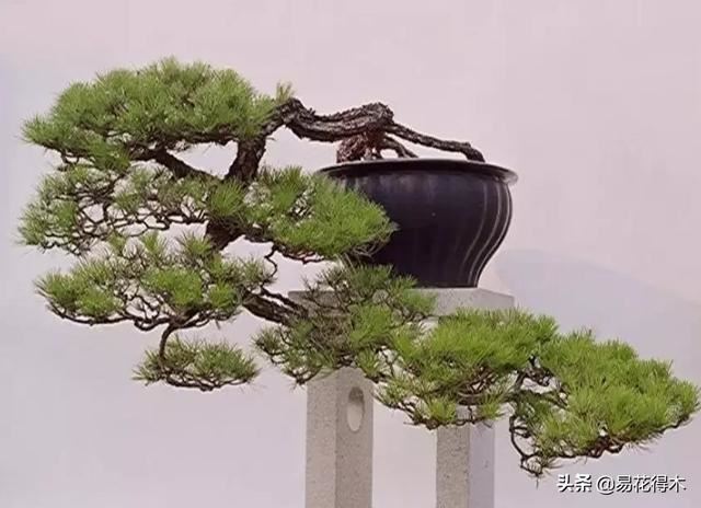 多肉球松是制作微型盆景的优质素材，如何制作养护？