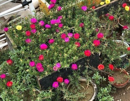 如何让午时花长爆盆、多开花？掌握2个知识点，砰砰开出满盆花