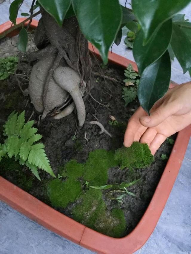 不用花钱就可以培植出各种形状的青苔盆景