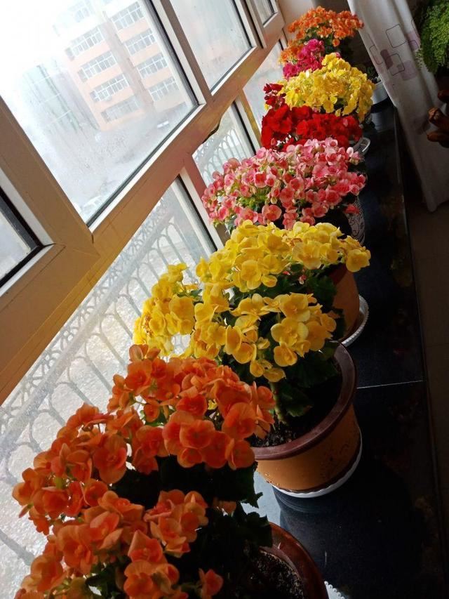 家里养盆海棠花，团团圆圆福气旺，四季开花不停歇
