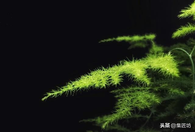 文竹盆景养护技巧：纤枝却见松竹骨，唯有文竹雅人心