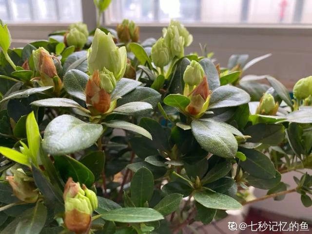 这花公认难养，买回家没开两天，叶子发黄全都往下掉