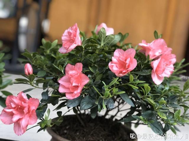这花公认难养，买回家没开两天，叶子发黄全都往下掉
