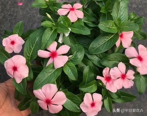 春天家里必备3种“吊篮花”，根系壮、枝叶茂，开花繁多，很不错