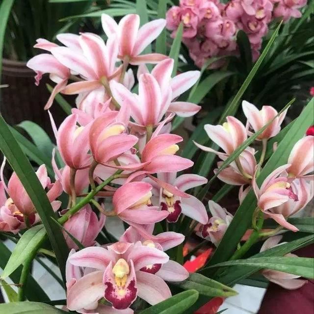 大花蕙兰不能放这养，越长颜色越多淡，还会掉花苞
