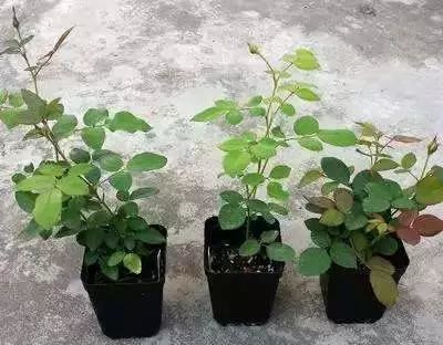 月季苗养了一段时间，不仅没长大，还叶黄枝瘦，到底是哪错了？