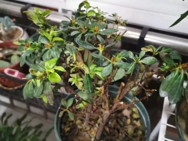 这花公认难养，买回家没开两天，叶子发黄全都往下掉