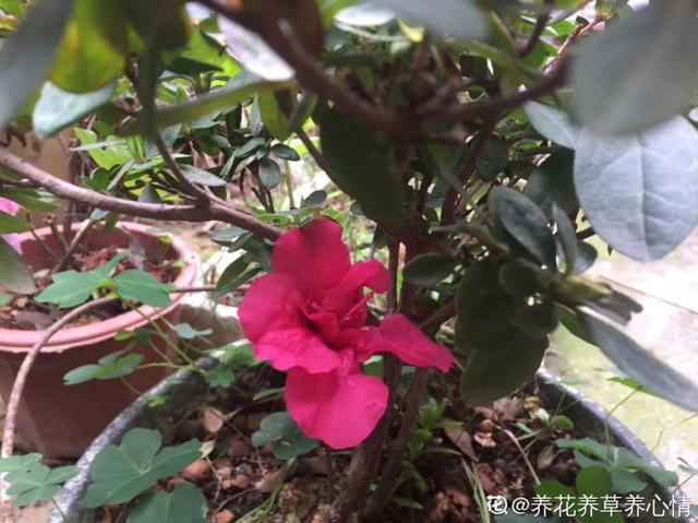 这花公认难养，买回家没开两天，叶子发黄全都往下掉