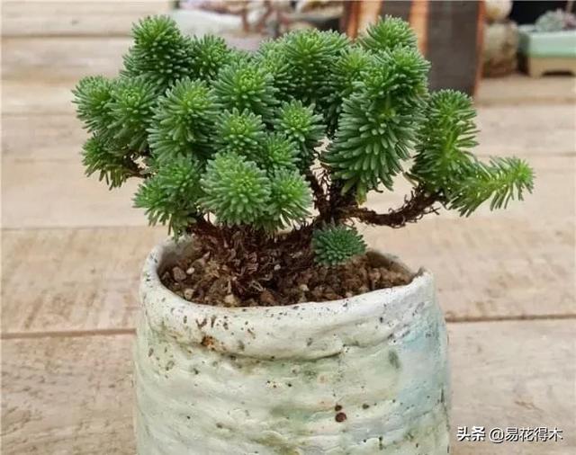 多肉球松是制作微型盆景的优质素材，如何制作养护？