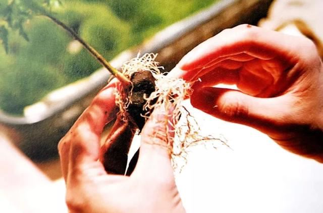 苔藓新玩法，无需花盆，制作完成后摆放在器皿上观赏