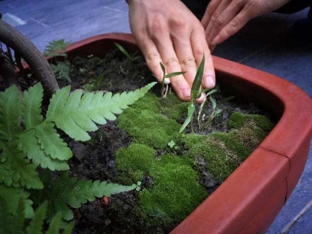 不用花钱就可以培植出各种形状的青苔盆景
