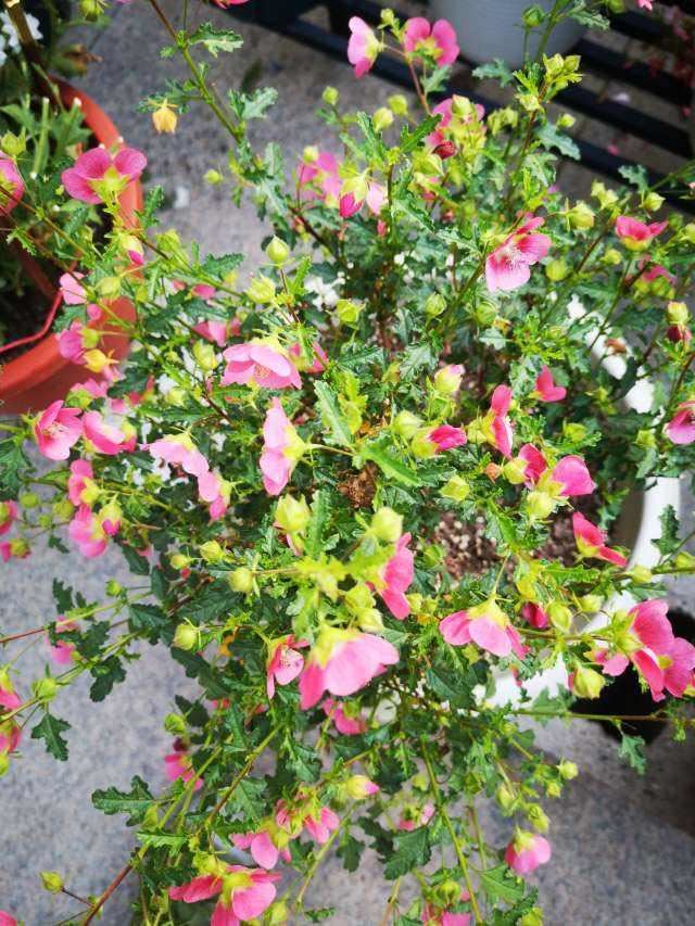 这花就得狠心剪，剪得越狠，开春才会开花多