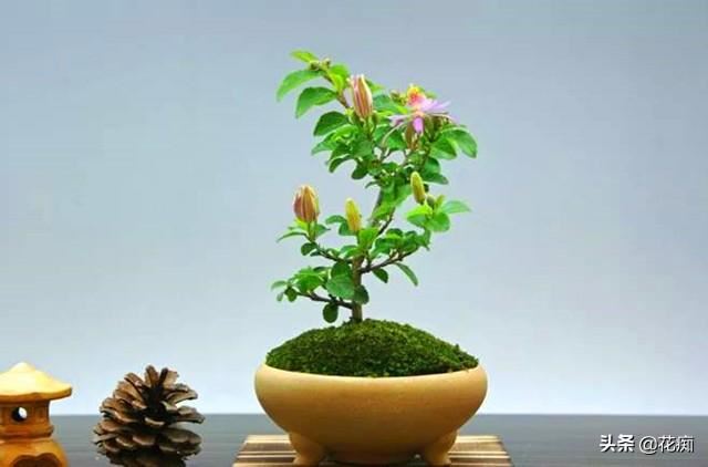 养不好睡莲，就养一盆睡莲木，好看好养，四季花开不断