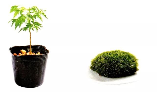 苔藓新玩法，无需花盆，制作完成后摆放在器皿上观赏