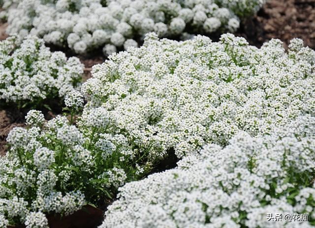 如有院落，就种些香雪球，便宜又好养，轻松开成“花地毯”