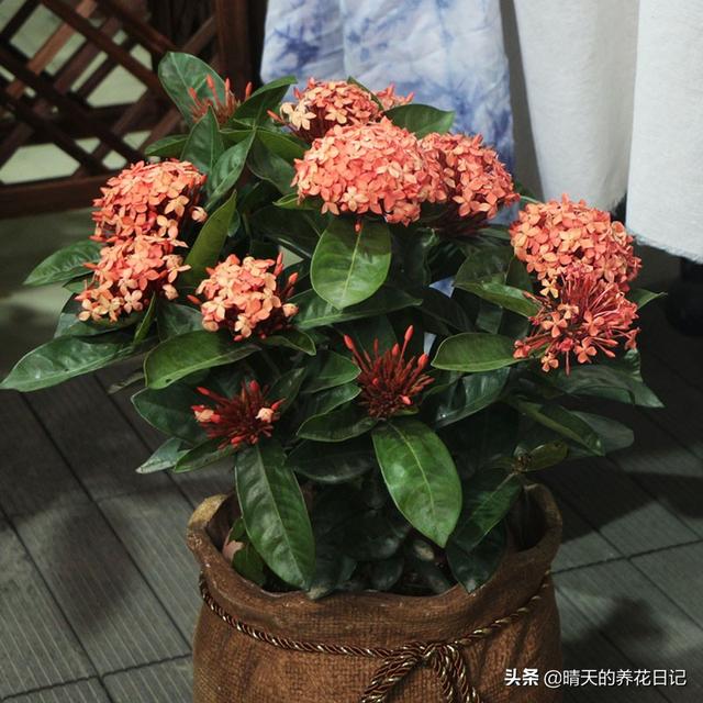 错把龙船花认成了绣球，买回家才发现，比绣球还好养