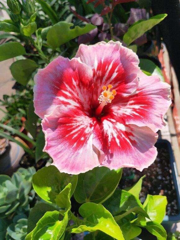 养扶桑花，记住1个“种植技巧”，花朵又大又美，冬天也能开花