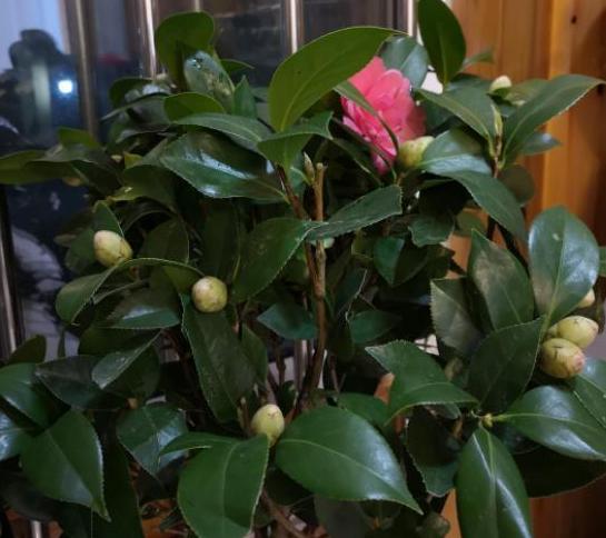 北方盆栽山茶花如何养护？掌握4点细节，不怕枝干徒长不开花
