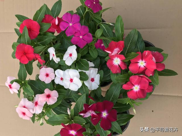 春天家里必备3种“吊篮花”，根系壮、枝叶茂，开花繁多，很不错