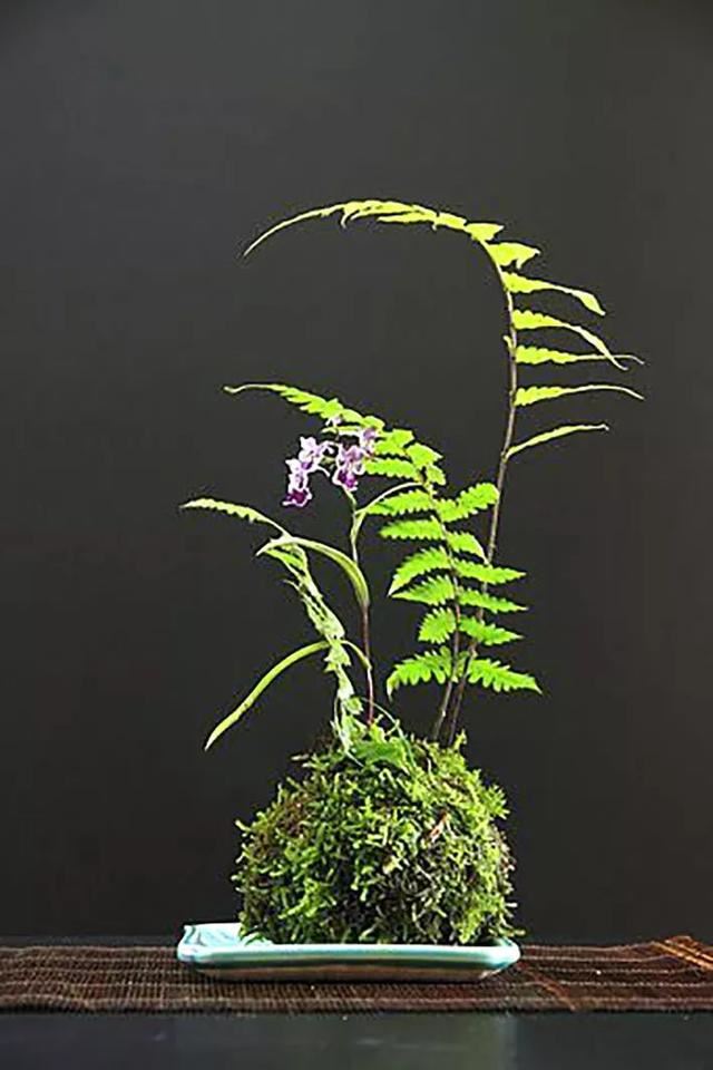 苔藓新玩法，无需花盆，制作完成后摆放在器皿上观赏