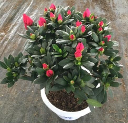 如何养护四季杜鹃？4个妙招让它花开茂盛，植株越长越旺