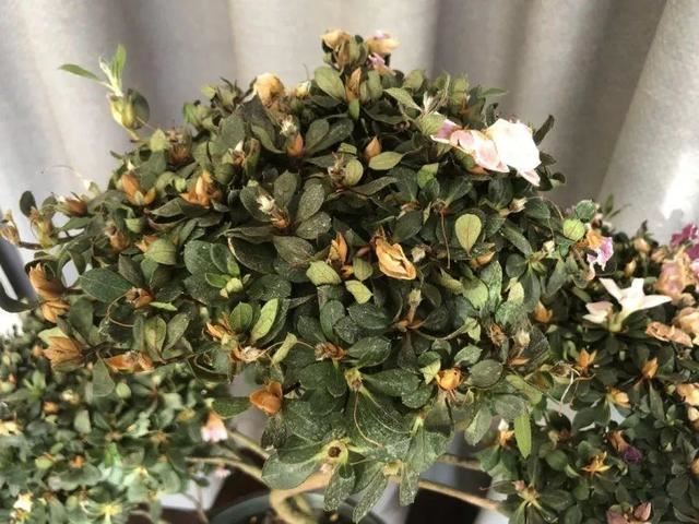 这花公认难养，买回家没开两天，叶子发黄全都往下掉