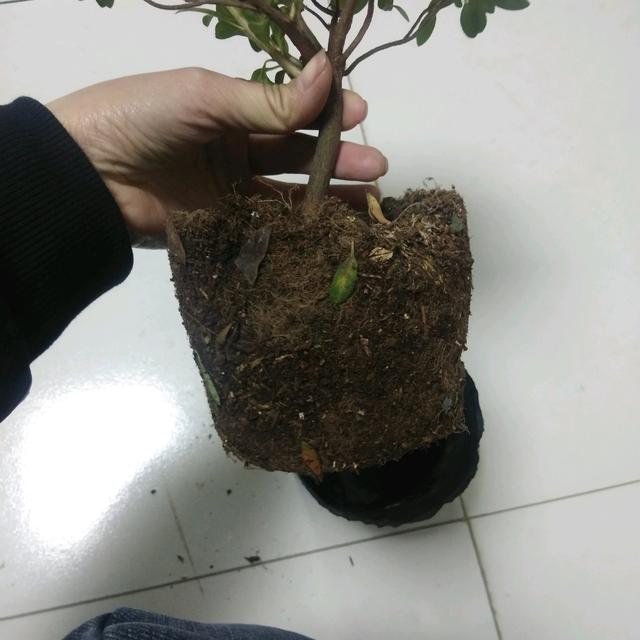 买回来的杜鹃花怎么换盆服盆快而不黄叶掉花苞？削削泥球断断根