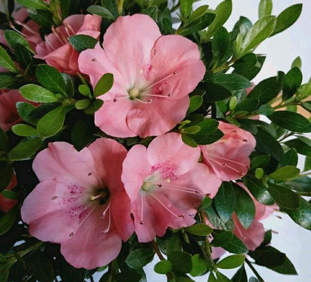 买回来的杜鹃花怎么换盆服盆快而不黄叶掉花苞？削削泥球断断根