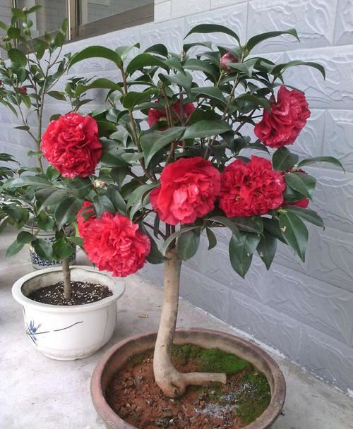 茶花枝头满是花苞，掉蕾掉叶该怎么办？这样做真有效