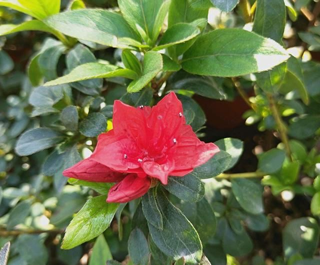 买回来的杜鹃花怎么换盆服盆快而不黄叶掉花苞？削削泥球断断根