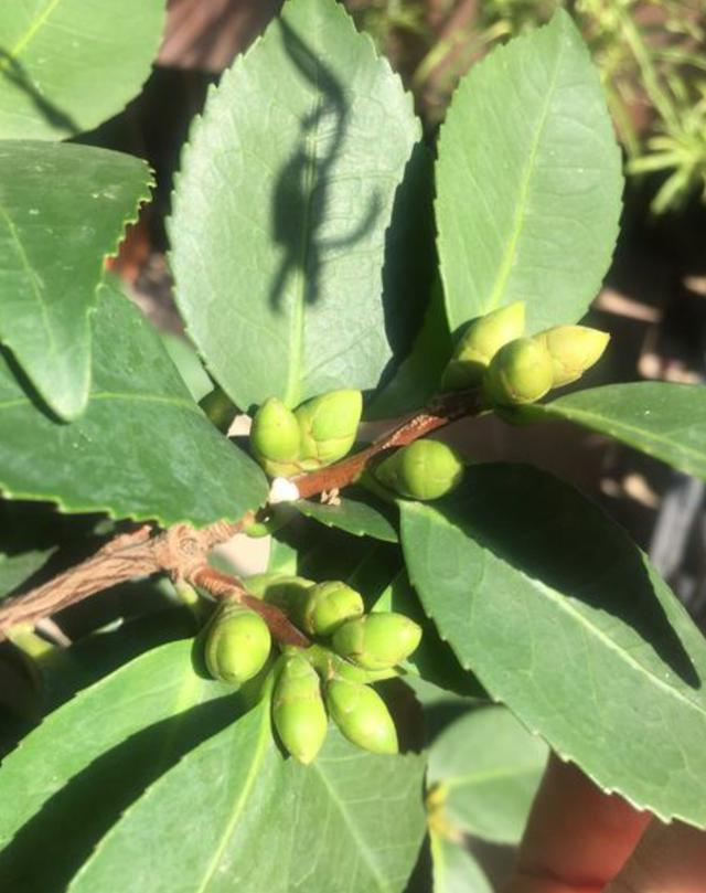 茶花现蕾后，这一步养护做到位，花大色艳长势旺，开到春天不停歇