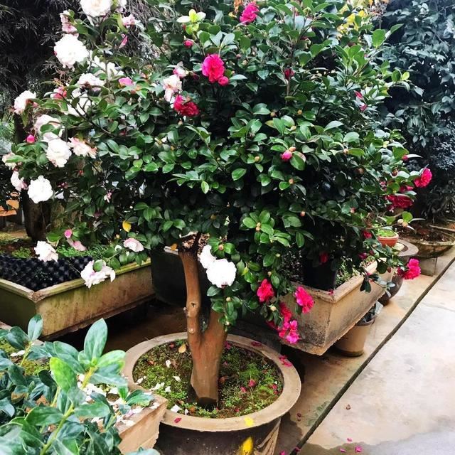 茶花枝头满是花苞，掉蕾掉叶该怎么办？这样做真有效