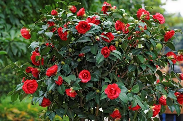 茶花枝头满是花苞，掉蕾掉叶该怎么办？这样做真有效