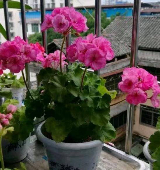 园土栽培的天竺葵，带着花苞咋换盆？用“这方法”才靠谱
