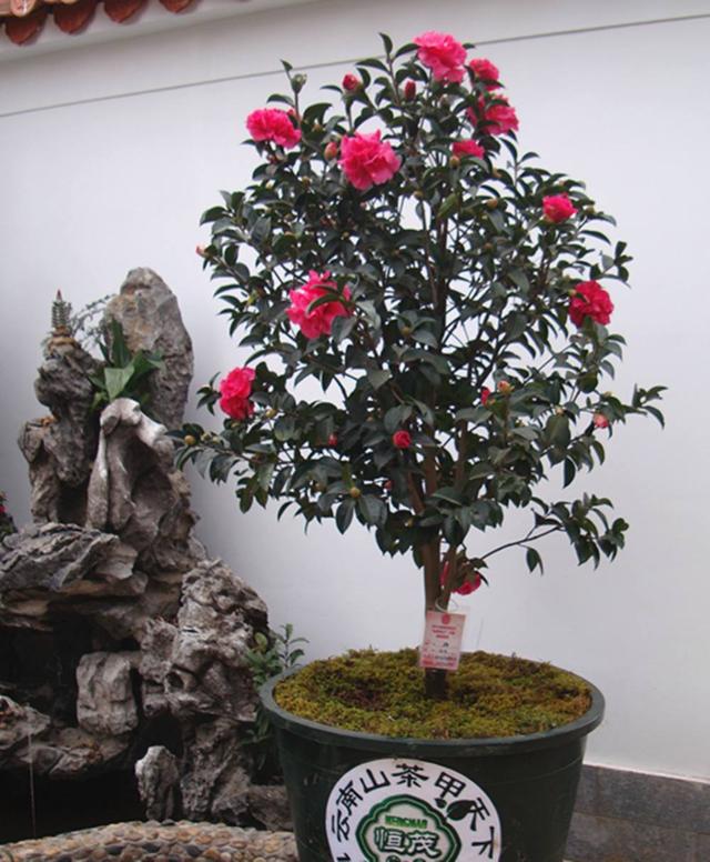 茶花枝头满是花苞，掉蕾掉叶该怎么办？这样做真有效