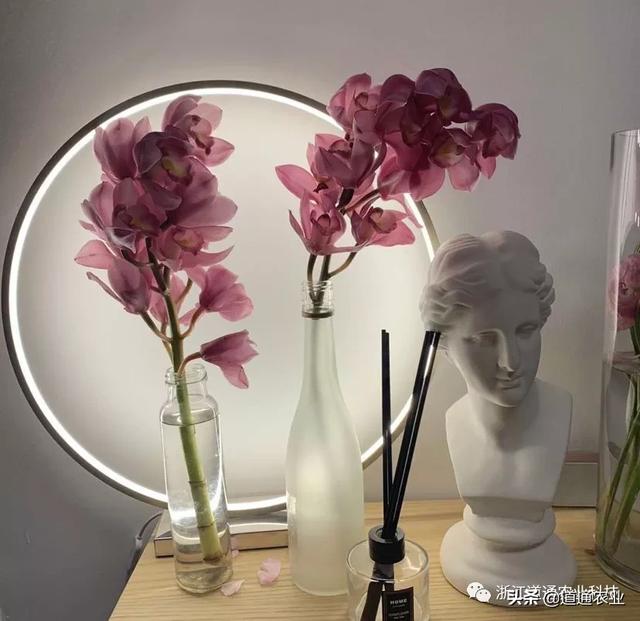 年宵花大热选手大花蕙兰，这些常见问题需解决，花朵大又艳