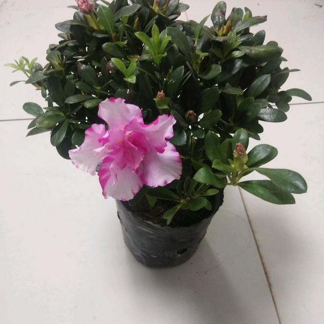 买回来的杜鹃花怎么换盆服盆快而不黄叶掉花苞？削削泥球断断根