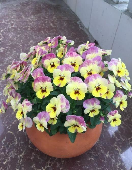 想要三色堇花期更，长这样养，几招妙招花开满盆