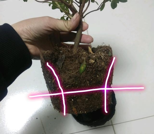买回来的杜鹃花怎么换盆服盆快而不黄叶掉花苞？削削泥球断断根