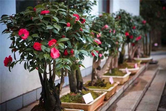 茶花枝头满是花苞，掉蕾掉叶该怎么办？这样做真有效
