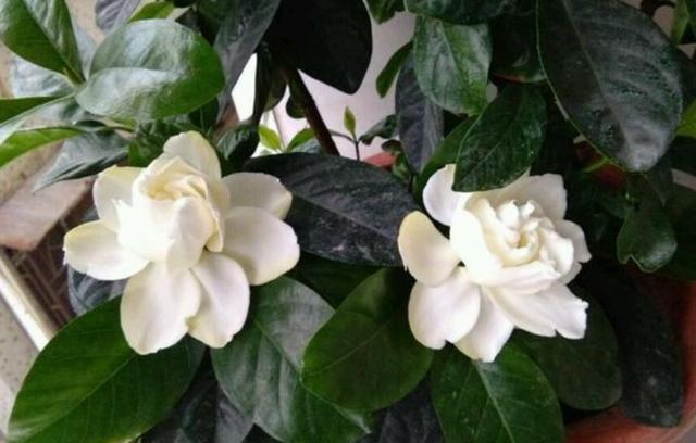 给栀子花换盆，分2种“情况”，区别对待，才是换盆“关键点”