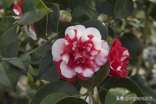 山茶花误施草木灰？了解这几点，及时补救复生长