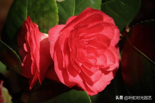 山茶花误施草木灰？了解这几点，及时补救复生长