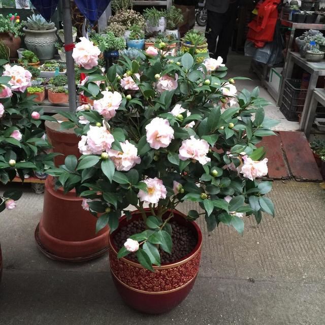 茶花枝头满是花苞，掉蕾掉叶该怎么办？这样做真有效